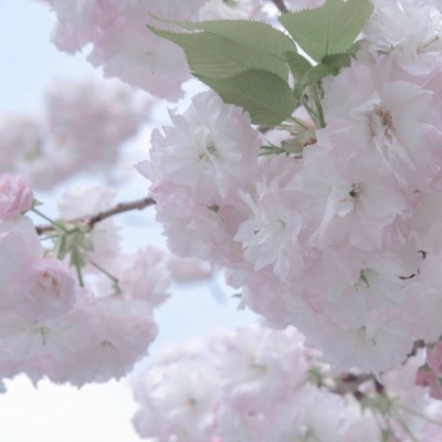 Furry二次元插画创作技巧兽圈社群